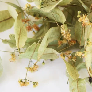 Tisanes Le Dauphin -- Tilleul des baronnies en bractées fleuries bio drôme provençale Vrac (origine France) - 250 g